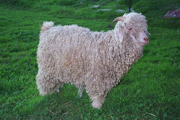 Angora Goats & Sheep – The Reiland Farm