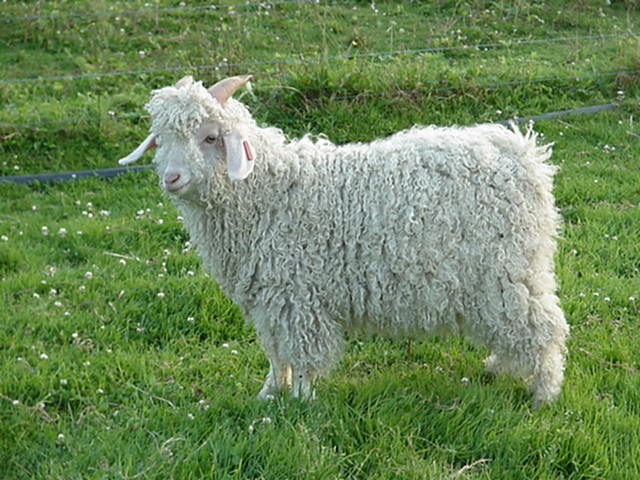 Angora Goats